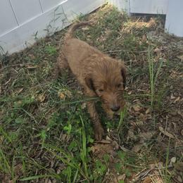 Allegra - Apricot female Goldendoodle puppy in Tavares, Florida from Spirited Doodles