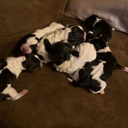 Male 4 - Black and white male Basset Hound puppy in Letcher, Kentucky from Hackers Appalachian Basset Hounds