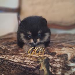 Maia - Black and tan female Pomeranian puppy in Oologah, Oklahoma from GG's Pomeranians