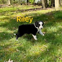 Riley - Black and white female Border Collie puppy in Milton, Pennsylvania from C&C Border Collies