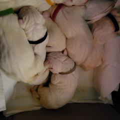 Pink collar - White female Dogo Argentino puppy in San Diego, California from Debonair Dogos