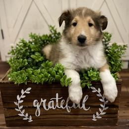 Vecna - Sable male Collie puppy in Chilhowie, Virginia from Jolly Collies