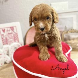 Angel - Red male Australian Labradoodle puppy in Palmdale, California from Doodles_Ko