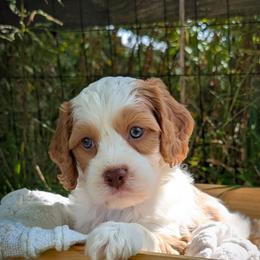 Cavapoo Puppies from WW Cavapoos
