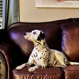 Remy - Dalmatian