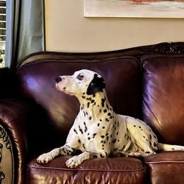 Remy - Dalmatian