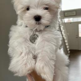 Maltese Puppies from TCBs Glowing  Maltese