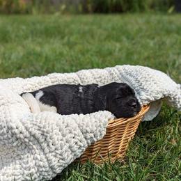 Newfoundland Puppies from Sue Clifton's Newfoundlands