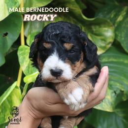 Rocky (Grey Collar) - Tri-color male Bernedoodle puppy in Palmetto Bay, Florida from SOMIDOODLES