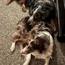 Australian Shepherds from Kamm's Aussies
