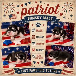 Boy 2 - male Pomsky puppy in Spring Hill, Florida from Besties Paw Life