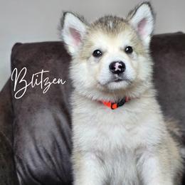 Blitzen - Sable and white male Alaskan Malamute puppy in Brookwood, Alabama from Sunset Malamutes