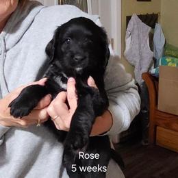 White collar Rose - Black and white female Bernedoodle puppy in Fairmount, Indiana from Capens' Doodles,Poodles and Poo's