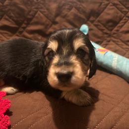Leo - Black and cream male Dachshund puppy in Tahlequah, Oklahoma from Love Some Dogs Dachshunds & Cavalier King Charles Spaniels,Cavapoos