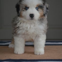 Georgia - Miniature American Shepherd puppy from Vaquera's Miniature American Shepherds