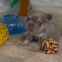 Eddie - Tricolors male French Bulldog puppy in Spokane, Washington from Lilac City Frenchies