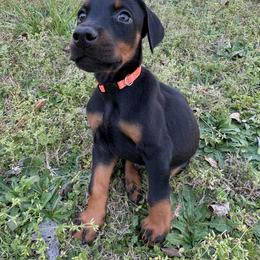 Tiggy - Orange Collar - Black and rust male Doberman Pinscher puppy in Powder Springs, Georgia from Elite Dobermans of Atlanta