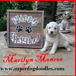 Goldendoodle Puppies from SUPERDog Doodles