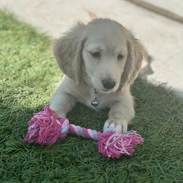 Dachshund Puppies from Delta Dachshunds