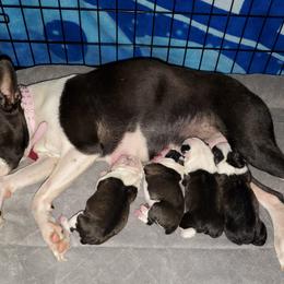 Boston Terrier Puppies from I Love Pups