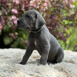 Bramble - Blue female Great Dane puppy in Beulah, Michigan from Northwood Euro Danes and Bassets