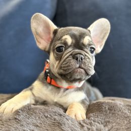French Bulldog Puppies from Amber Gomes