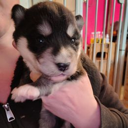 Orange - Black and white female Siberian Husky puppy in Porter Corners, New York from Twisted Gemstone Exotics