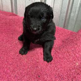 Dolly - Black female Australian Shepherd puppy in Whitwell, Tennessee from Owl Hollow Farm