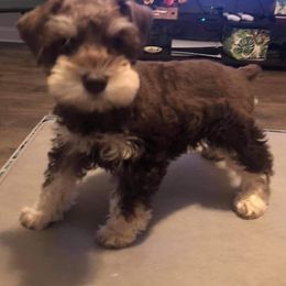 Miniature Schnauzer Puppies from Round Peak Schnauzers