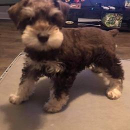 Miniature Schnauzer Puppies from Round Peak Schnauzers