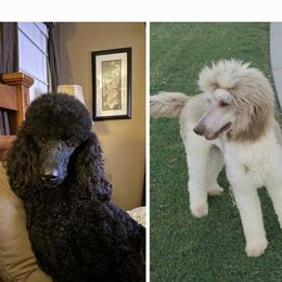 Poodles from Arizona's Once Upon A Boston and Poodle ❤️