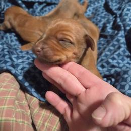 Girl 2 - Rd whtn brn nose female Rhodesian Ridgeback puppy in Caldwell, Idaho from Haley Gross's 	Rhodesian Ridgebacks and Minature Pinchers