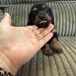 Black and Cream 4000 Female LH girl - Black and cream female Dachshund puppy in Fenton, Michigan from Always Darling Dachshunds
