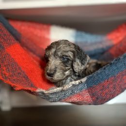 Sheepadoodle Puppies from Oak Hill Doodles