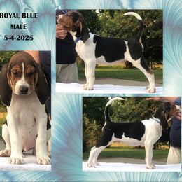 Royal Blue - Tri-colored male Treeing Walker Coonhound puppy in Vermontville, Michigan from Stackem Up Kennel