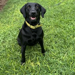 Sadie - Labrador Retriever