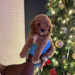Candy Cane - Red  female Goldendoodle puppy in Richmond, Texas from Harper’s Heartbeats