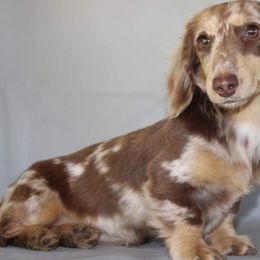 Dachshund Puppies from Haven Ridge Doxies
