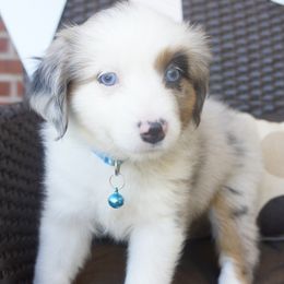Althea - Blue merle female Miniature Australian Shepherd puppy in Pittsburg, California from Delta Minis