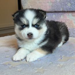 Mandy - Black and white female Pomsky puppy in Tonasket, Washington from Washington Pomskies