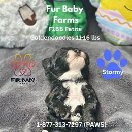 Stormy - Black male Goldendoodle puppy in Michigan from Fur Baby Farms