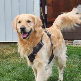 Winston - Golden Retriever