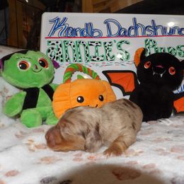 Girl 3 - Dachshund puppy in Wappapello, Missouri from Kandb Dachshunds