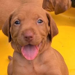 Vizslas from Matthew Bardwell's Vizslas
