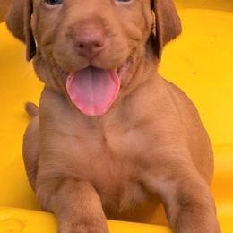 Vizslas from Matthew Bardwell's Vizslas