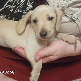 Thelma-Limited - Cream female Dachshund puppy in Frankfort, Kentucky from Gigi's Dachshunds