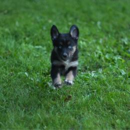 Gnocchi - Black tri-color female Australian Shepherd puppy in Altmar, New York from E&C Australian Shepherds