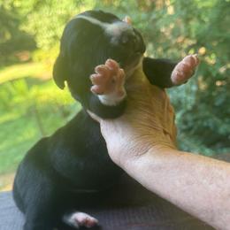 Black Mantle Tanpoint - Black and white female Great Dane puppy in Greenville, South Carolina from Allen’s Ridge Ranch
