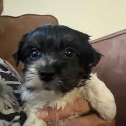 Buck - Parti male Yorkshire Terrier puppy in Lyle, Washington from Sport Yorkie