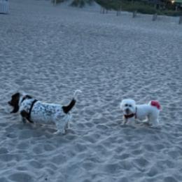 Coton de Tulear and Poodle Puppies from Legacy Pets
